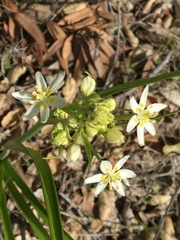 Toxicoscordion fremontii