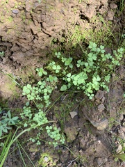Trifolium microdon