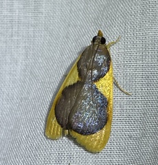 Prooedema inscisalis