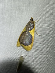 Prooedema inscisalis