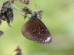 Euploea crameri