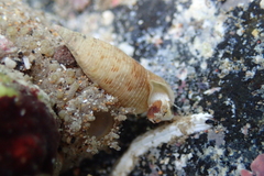 Cerithium nesioticum