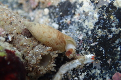 Cerithium nesioticum