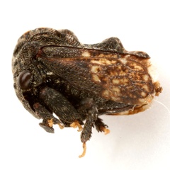Tylopelta gibbera