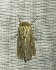 Mythimna decisissima