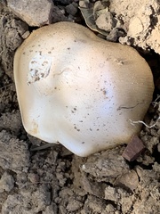 Amanita velosa