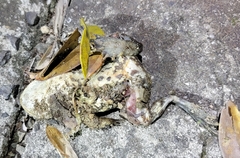 Bufo gargarizans