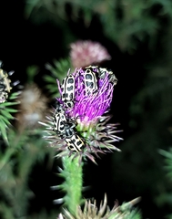 Astylus atromaculatus