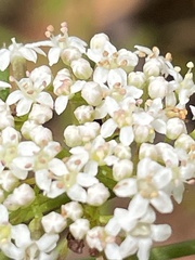 Platysace