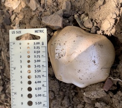 Amanita velosa