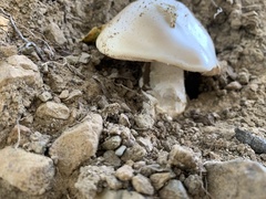 Amanita velosa
