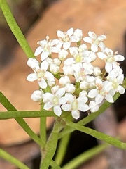 Platysace