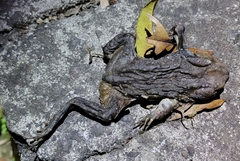 Bufo gargarizans