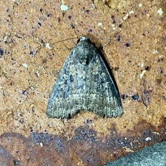 Condica illecta