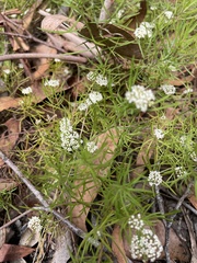 Platysace
