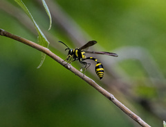 Phimenes flavopictus