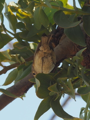 Vireo gilvus