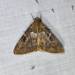 Oxyodes tricolor
