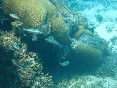 Pterocaesio trilineata