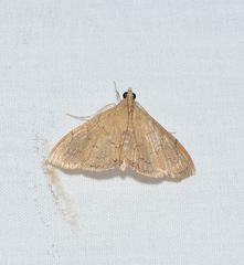 Hyalobathra