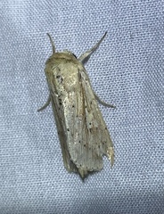 Mythimna decisissima