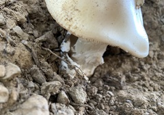 Amanita velosa
