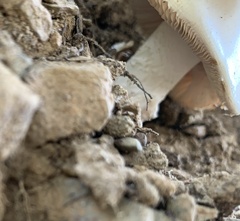 Amanita velosa