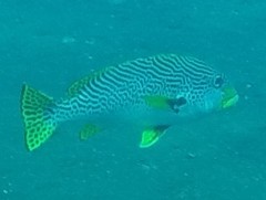 Plectorhinchus lineatus