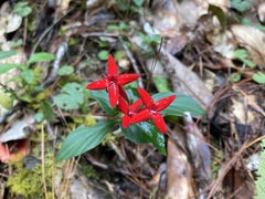 Crusea coccinea