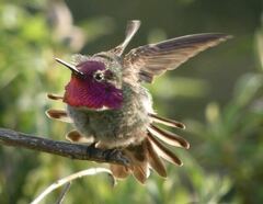Calypte anna