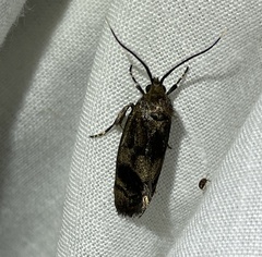 Pycnocera hypoxantha