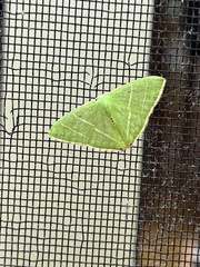 Urolitha bipunctifera