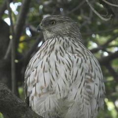 Accipiter cooperii