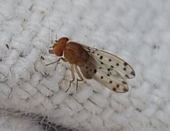 Drosophila guttifera