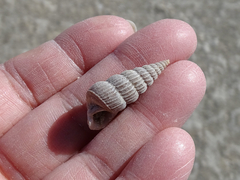 Cerithideopsis californica