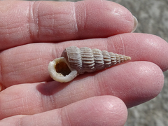 Cerithideopsis californica