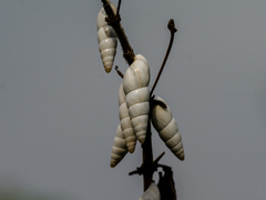 Leucomastus eburneus