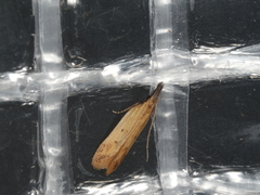 Dichomeris acuminatus