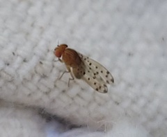 Drosophila guttifera