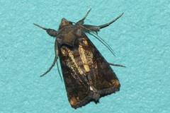 Argyrogramma verruca