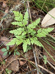 Sceptridium decompositum