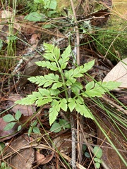 Sceptridium decompositum