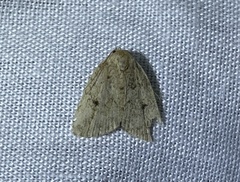 Tolpia conscitulana