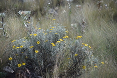 Senecio mairetianus