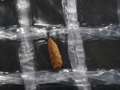 Dichomeris acuminatus