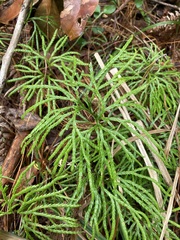 Diphasiastrum thyoides