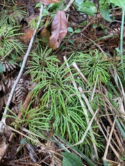 Diphasiastrum thyoides