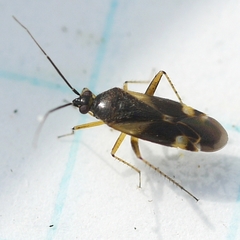 Plagiognathus