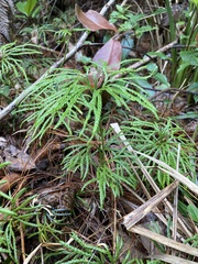 Diphasiastrum thyoides