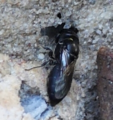 Hylaeus nubilosus